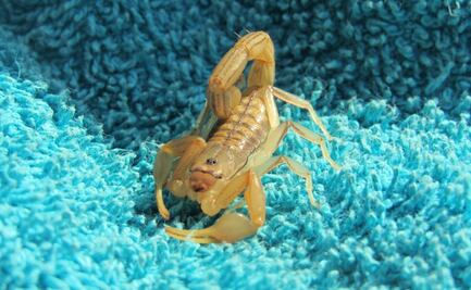 Típico que compras una bolsa en China y te llega con un escorpión 