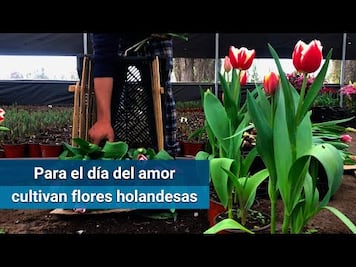 Cultivan tulipanes para la venta del 14 de febrero
