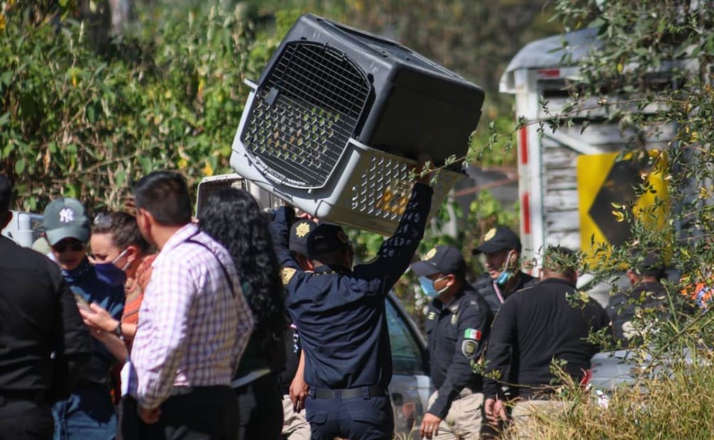 Grupos animalistas se han manifestado desde las primeras horas de este miércoles 7 de enero por el desalojo de perros y gatos en el predio de la Fundación Antonio Haghenbeck.
Foto: Luis Camacho/El Universal