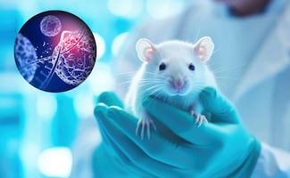 Esperanza en la lucha contra el cáncer de páncreas; científicos logran curación completa en ratones