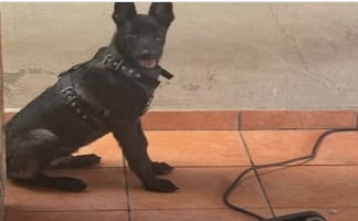 Piden apoyo para localizar a “Valentín”, perrito pastor belga presuntamente robado en Sinaloa; dueños presentan denuncia ante Vicefiscalía