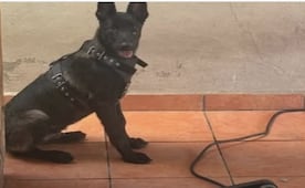 Piden apoyo para localizar a “Valentín”, perrito pastor belga presuntamente robado en Sinaloa; dueños presentan denuncia ante Vicefiscalía