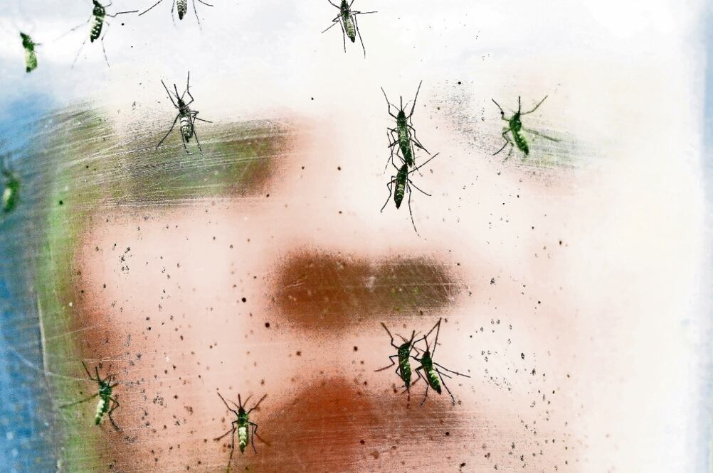 Hasta 2016 se habían reportado 11 casos de Síndrome de Guillain-Barré asociados al virus del zika en el país. (ARCHIVO ELUNIVERSAL)