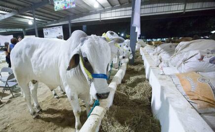 CNA espera coordinación diplomática y técnica tras acuerdo por gusano barrenador; advierte por cierre de exportaciones de ganado mexicano