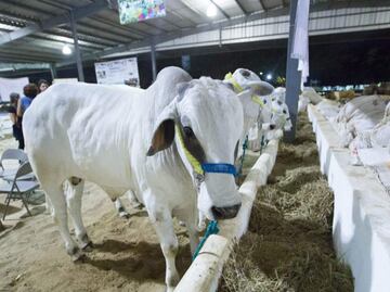 Ahora, ganaderos piden cierre de fronteras del sur por gusano barrenador; acusan entrada ilegal de ganado