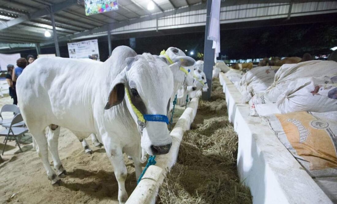 Ganaderos piden cierre la frontera de México con Centroamérica para erradicar la plaga del gusano barrenador, aseguró el legislador panista Rodríguez Torres. Foto: Especial