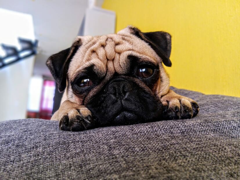 Mascota. Foto: Especial