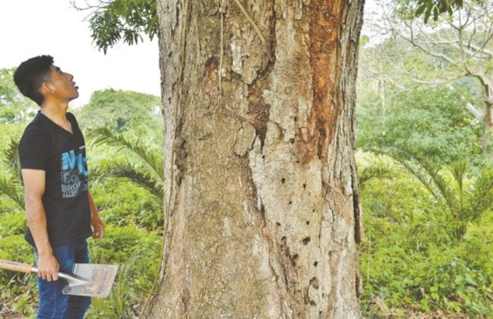 Las otras “cocinas” del crimen: disuelven los cuerpos de sus víctimas