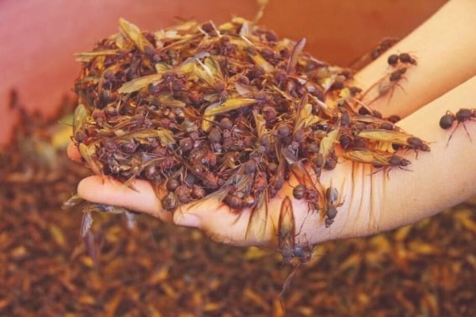 Chicatanas, una delicia de temporada para salsas y moles