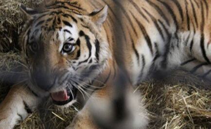 Dos tigres se escapan de un rancho en Michoacán 