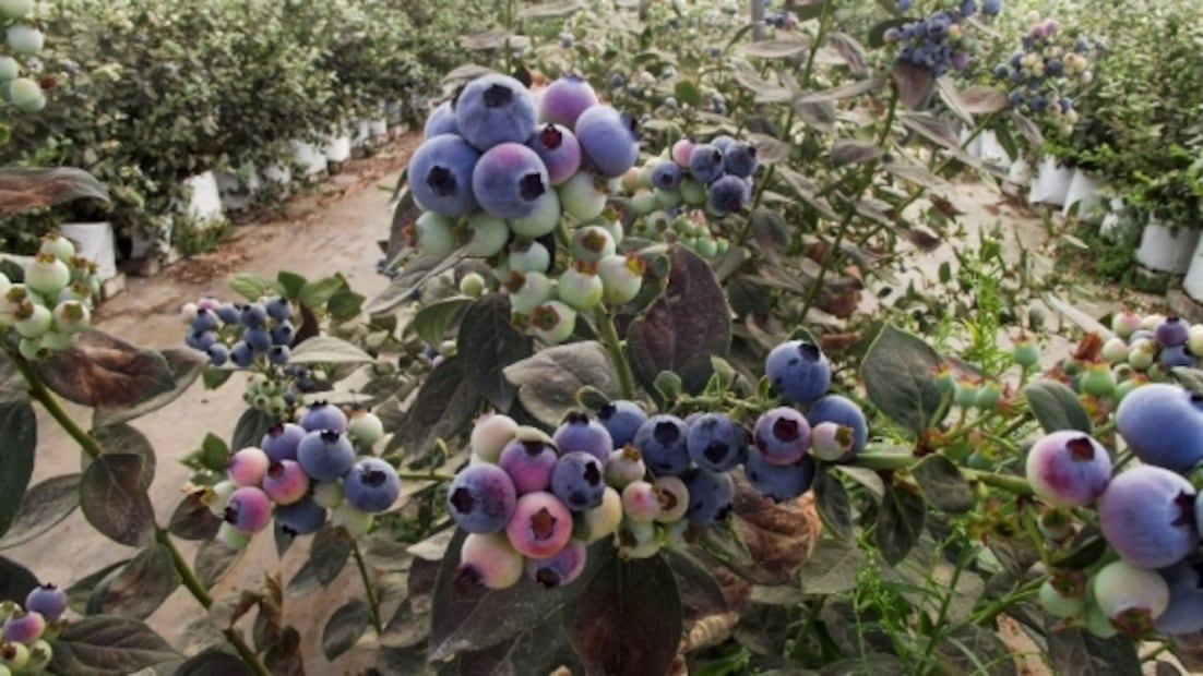 Frutos rojos mexicanos, a la conquista del mundo