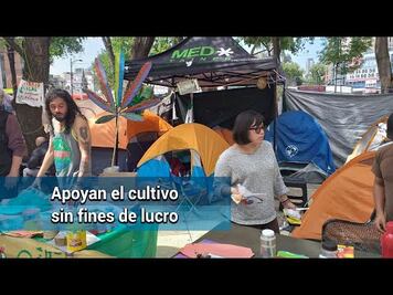 Siembran marihuana fuera del Senado de la República
