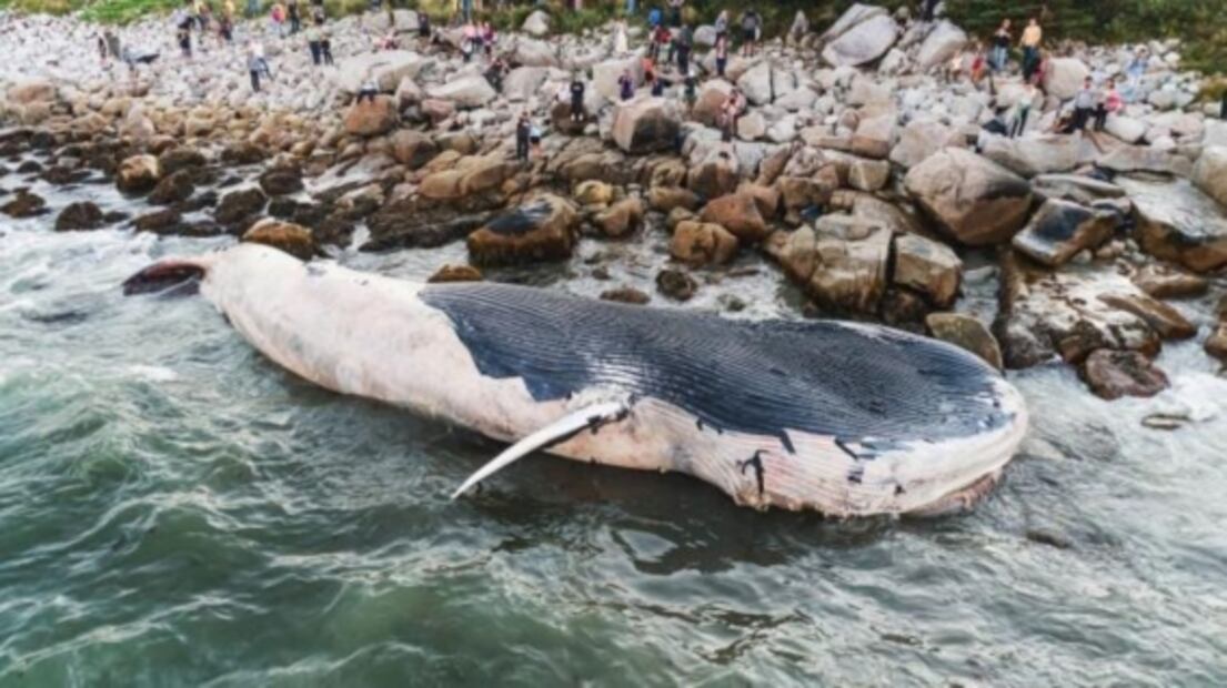 Como una bomba: la razón por la que las ballenas explotan al morirse