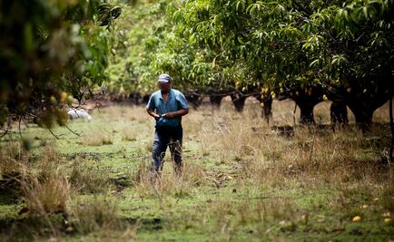 Sector agrícola y frutícola de Sinaloa piden mayor vigilancia a sus cosechas