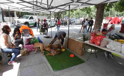 Hacen “Croquetón” en el Centro Histórico para recaudar alimentos para perros y gatos