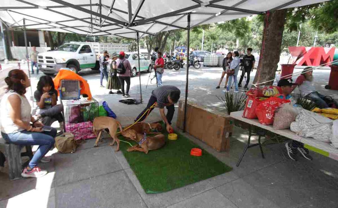 Vecinos de distintas partes de la Ciudad llegaron con bolsas de coquetas de todos los tamaños para apoyar a estos peludos y observar la función de lucha libre. Foto: Carlos Mejía. EL UNIVERSAL