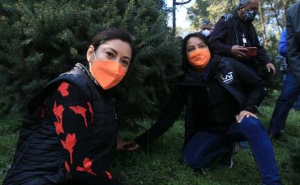 Inicia venta de árboles de Navidad naturales en Tlalpan; prevén derrama económica de 25 mdp