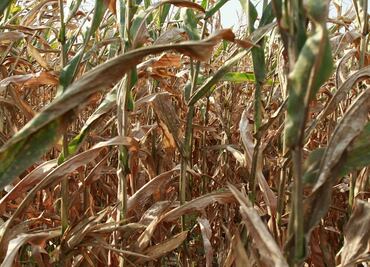 Bloquean campesinos accesos de Zumpango del Río