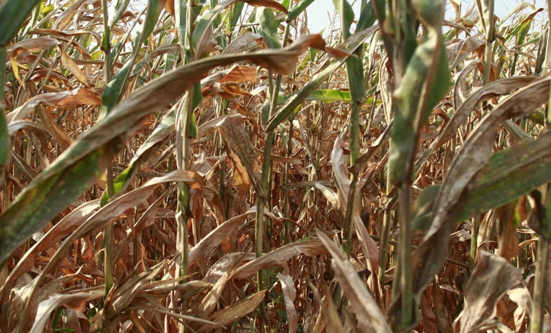 La falta del fertilizante podría echar a perder sembradíos de maíz, frijol y calabaza. (Foto: Xinhua)