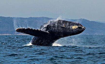 Puerto Vallarta para hippies