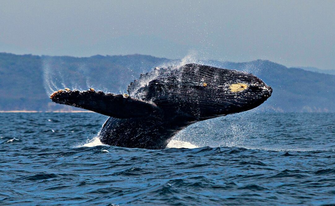 Las ballenas jorobadas llegan a Bahía de Banderas, de noviembre a marzo, para reproducirse y dar a luz a sus crías. (Foto: Alan Carranza) 