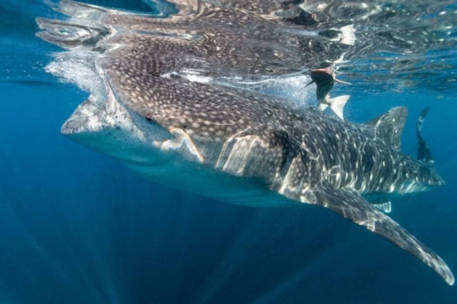 Los tiburones ballena de El Azul mexicano