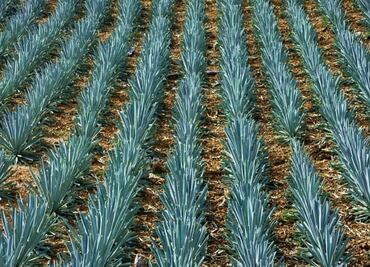 Silk made from agave