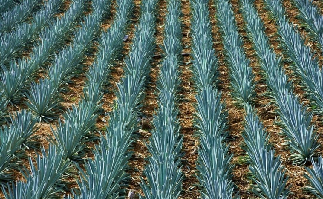Agave is originally from Mexico and grows in arid regions – Photo: File photo/EL UNIVERSAL	
