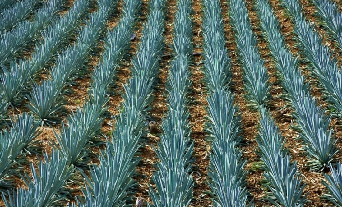 Agave is originally from Mexico and grows in arid regions – Photo: File photo/EL UNIVERSAL