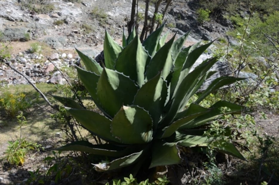 Conoce las amenazas que enfrentan los agaves mexicanos
