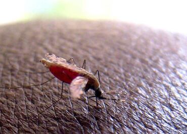 Recomienda primera licencia para vacuna contra malaria