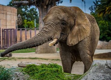 Sedema CDMX descarta traslado de elefanta Ely a un refugio fuera del país
