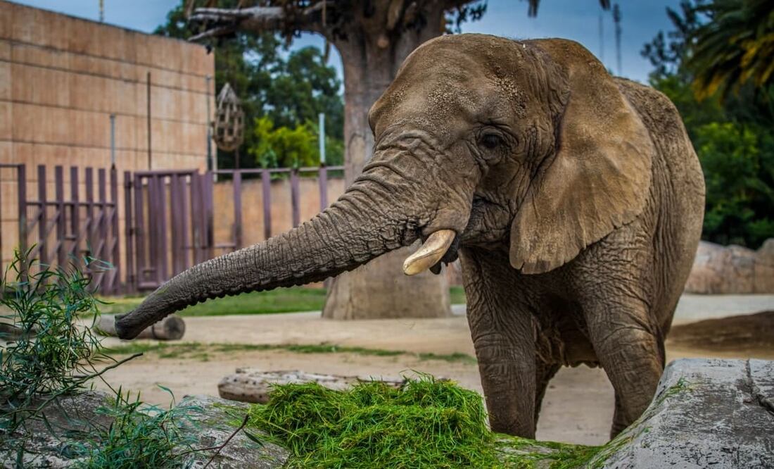 Foto: Gemán Espinosa. EL UNIVERSAL
