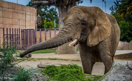 Sedema CDMX descarta traslado de elefanta Ely a un refugio fuera del país