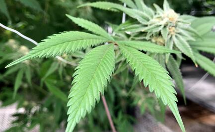 Consejo Cannábico pide al Senado modificar dictamen; favorece solo a farmacéuticas, acusa 