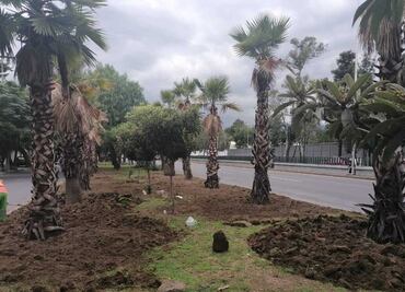 Sedema lanza licitación para contratar empresa para el retiro de palmeras; ganador se dará a conocer el 19 de agosto