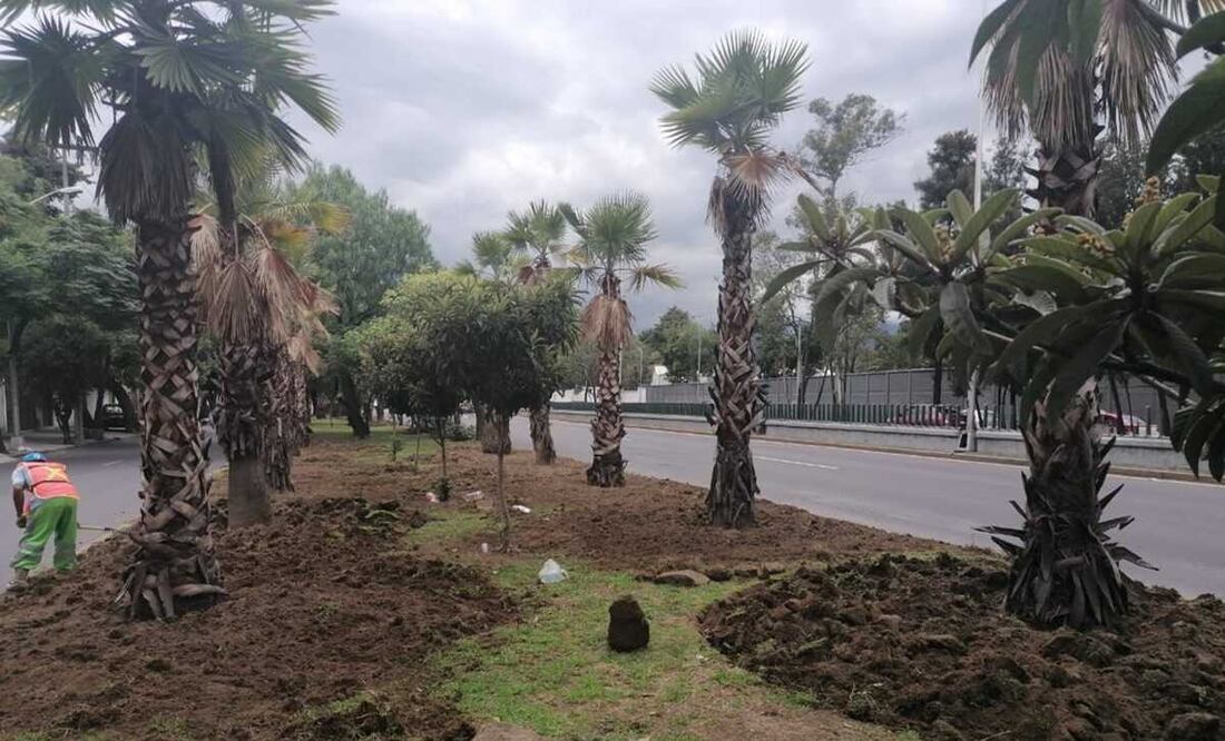 La Sedema lanza licitación para el retiro de Palmeras en CDMX. Foto: Archivo/Especial