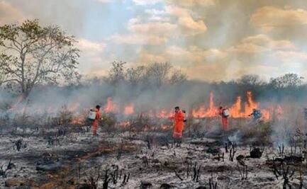 Reportan 14 incendios forestales en lo que va del año en Yucatán