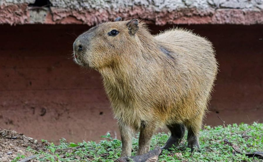Triste noticia: Muere capibara macho que llegó al Zoológico Tamatán en Ciudad Victoria, Tamaulipas