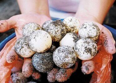 Detienen a mujer que transportaba 2 mil huevos de tortuga