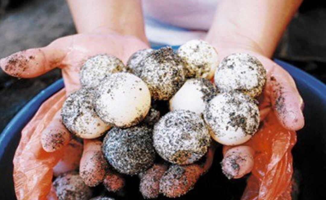 (Foto: Archivo/Quadratín)