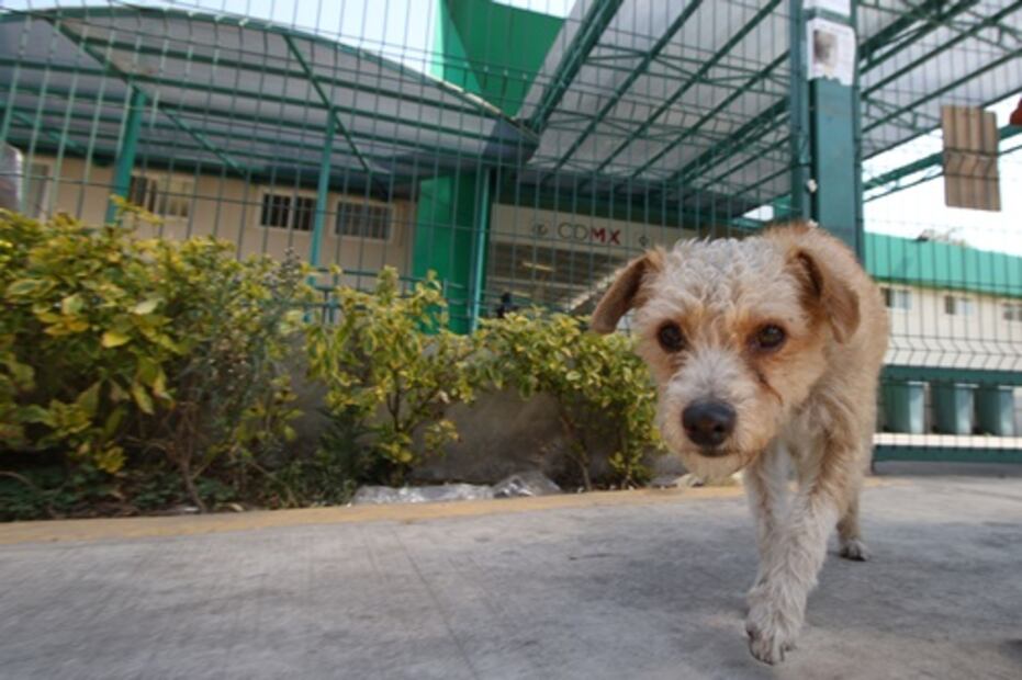 Agoniza Hospital Veterinario de CDMX por falta de recursos