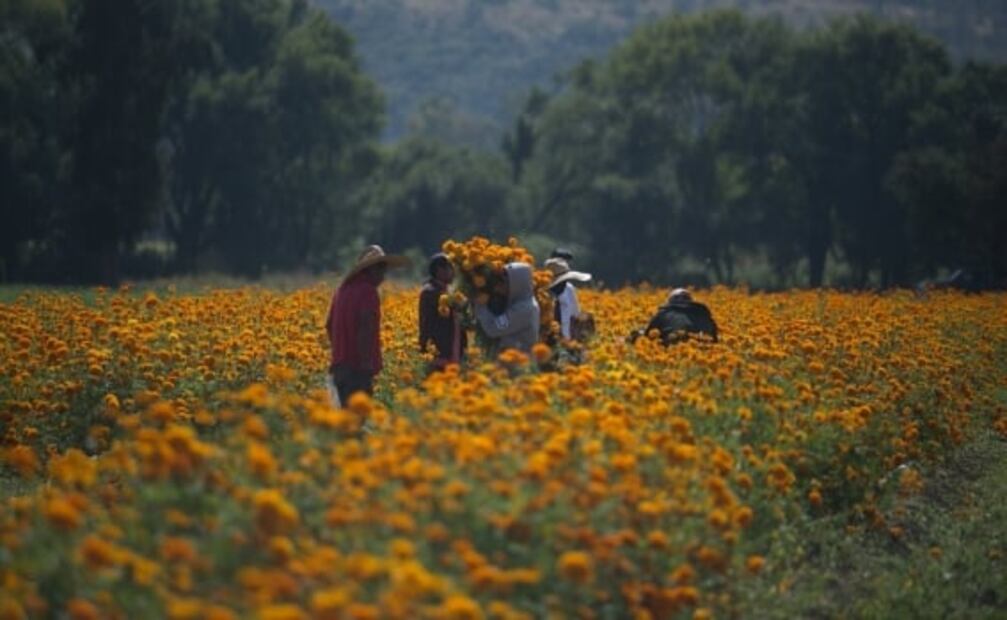 Visita los campos de cempasúchil en el estado de Puebla