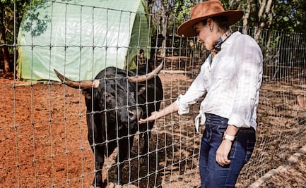 ¿Qué les espera a los toros de lidia?