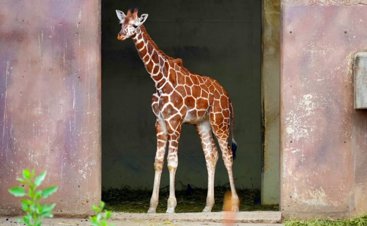 ? Este bebé jirafa fue rechazado por su madre después de nacer  en el zoológico de Aragón. ¡Puedes votar para elegir su nombre