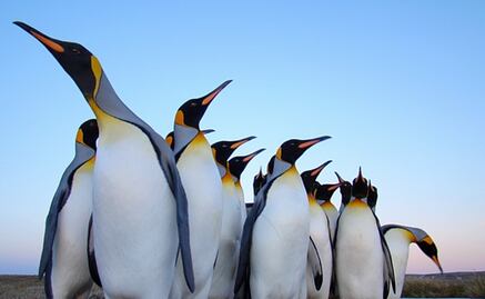 El pingüino rey podría extinguirse por culpa del cambio climático