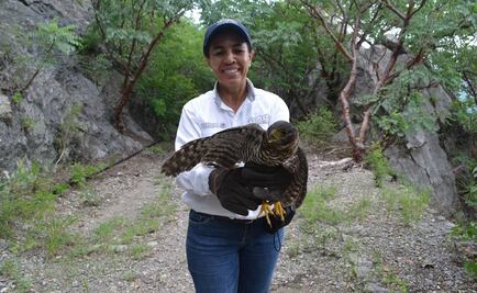 Liberan a halcón selvático de collar en Colima