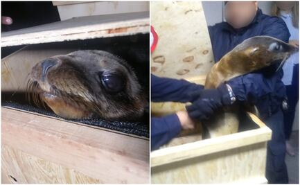 Caen dos por transportar lobos marinos en la CDMX sin permisos