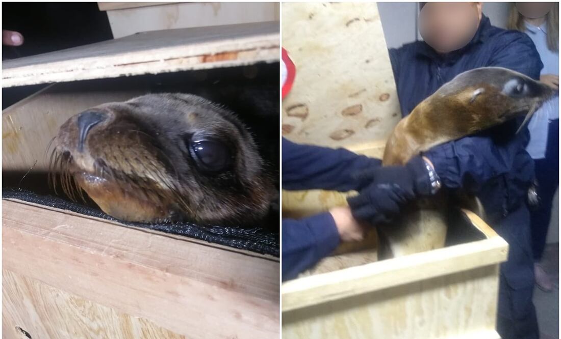 Foto: Secretaría de Seguridad Ciudadana de la Ciudad de México