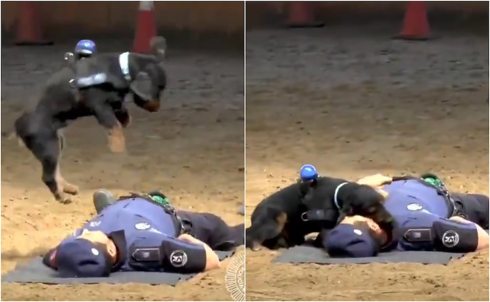 Paco está entrenado para correr hacia una persona que colapsa, con el objetivo de realizar Reanimación Cardiopulmonar (RCP). Foto: X